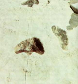 Dinosaur print on left - Human print on right